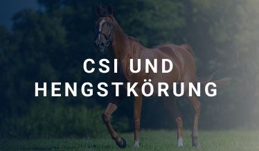 CSI und Hengstkörung 